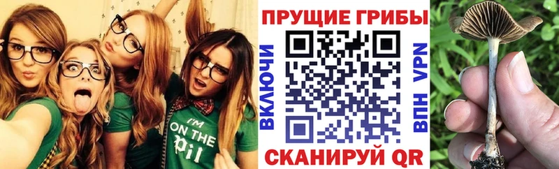 наркотики  Осинники  Галлюциногенные грибы Psilocybine cubensis 